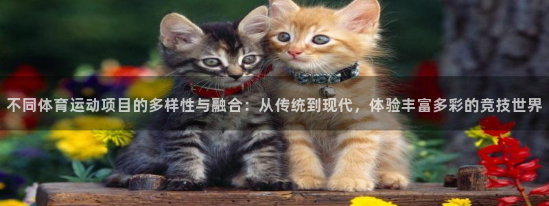 vsport体育在线官网：不同体育运